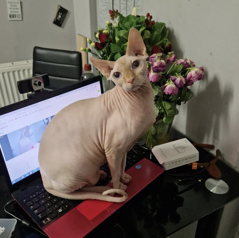 a cat sitting proudly on an open laptop.