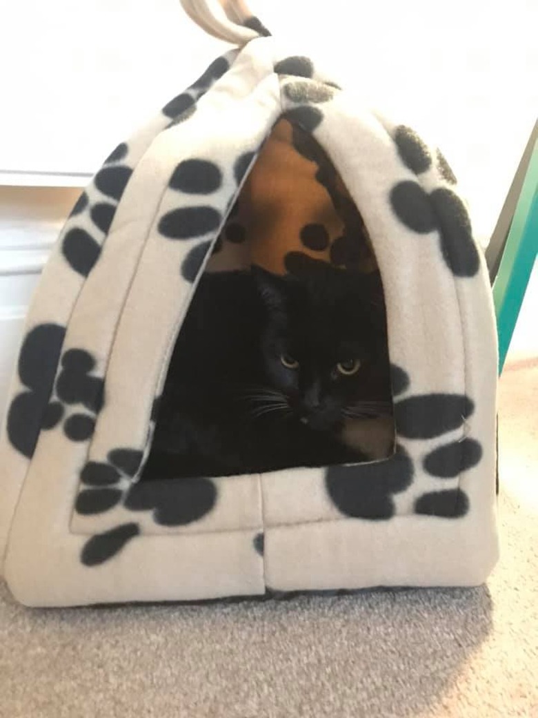 cat sleeping in fleece cat bed.