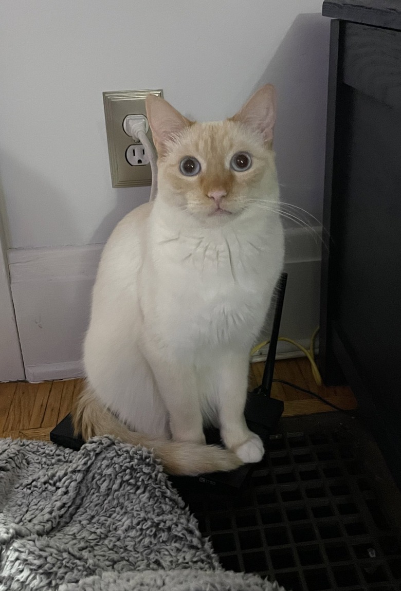 cat blocking heat vent.