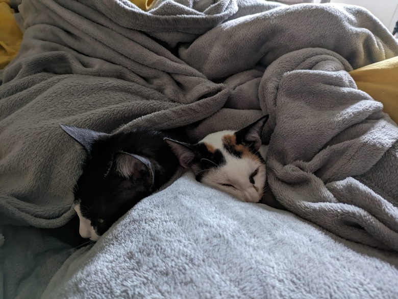 cats sleeping under warm blanket.