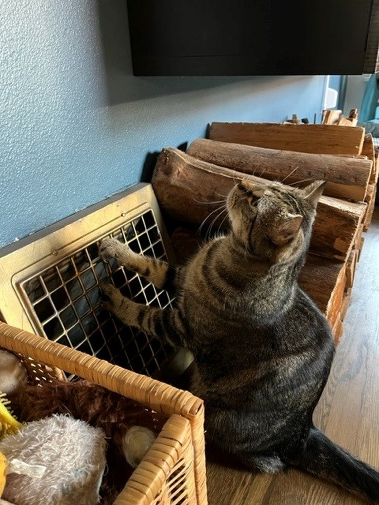 cat warms paws on heat vent.