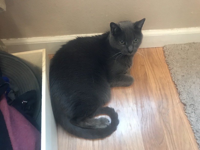 cat sleeping on heat vent.