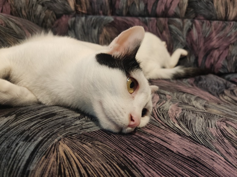 cat twisted into funny sleeping position