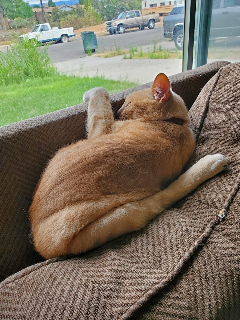 cat sleeping wedged against couch