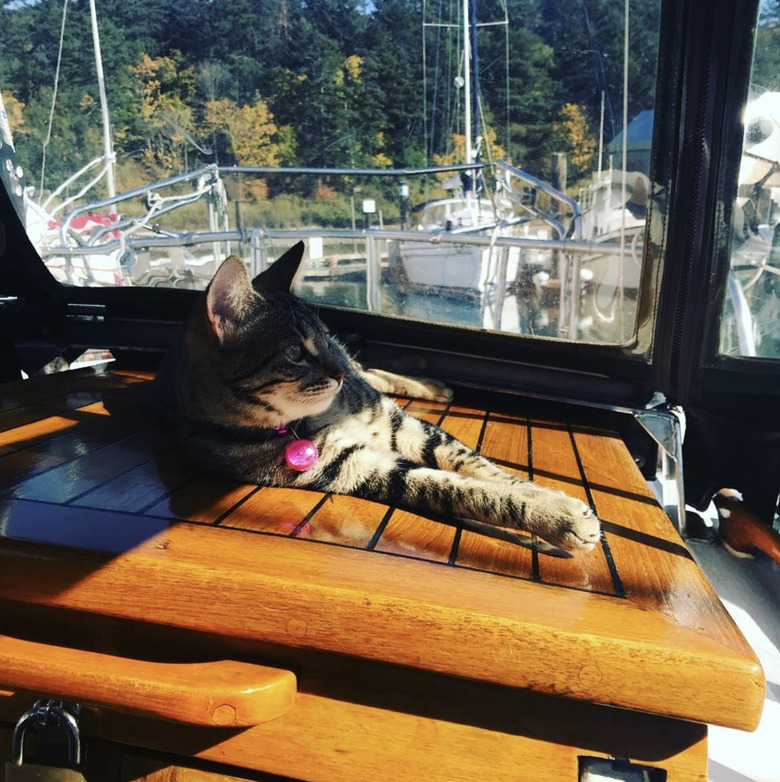 cat sunning themself on a boat.