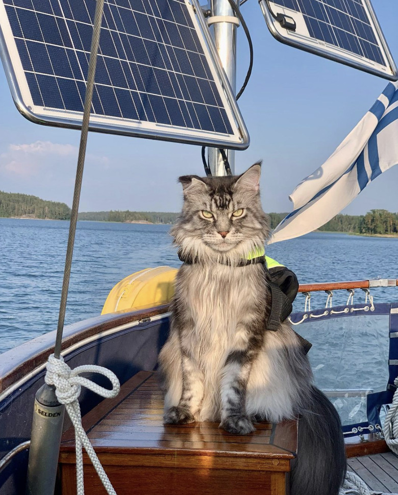 cat sitting on a boat giving a judging look.