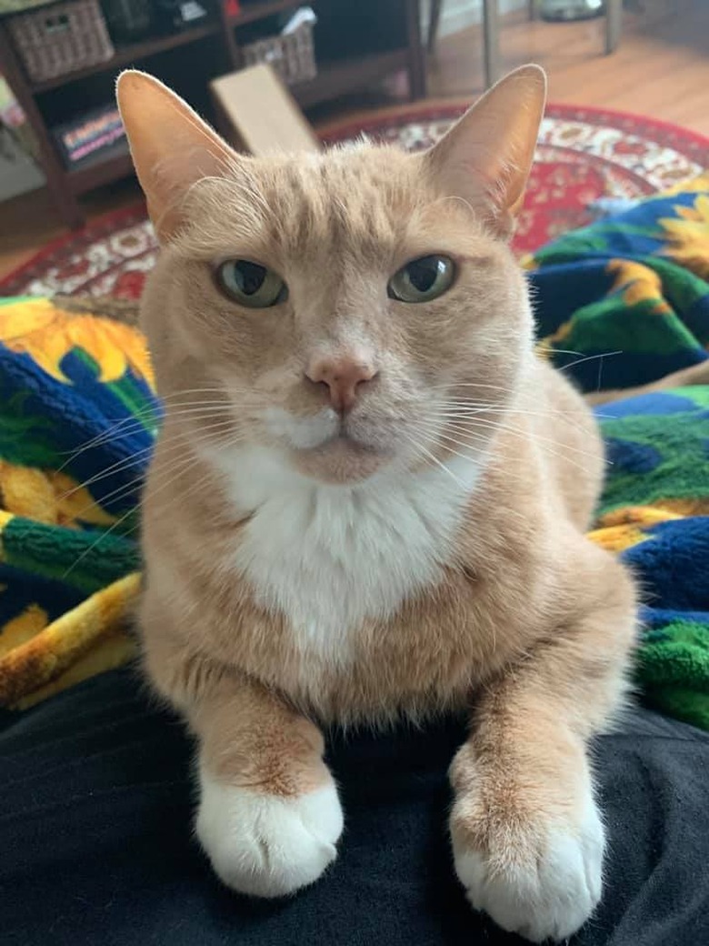 beige and white adopted cats cuddles on woman's lap for first time