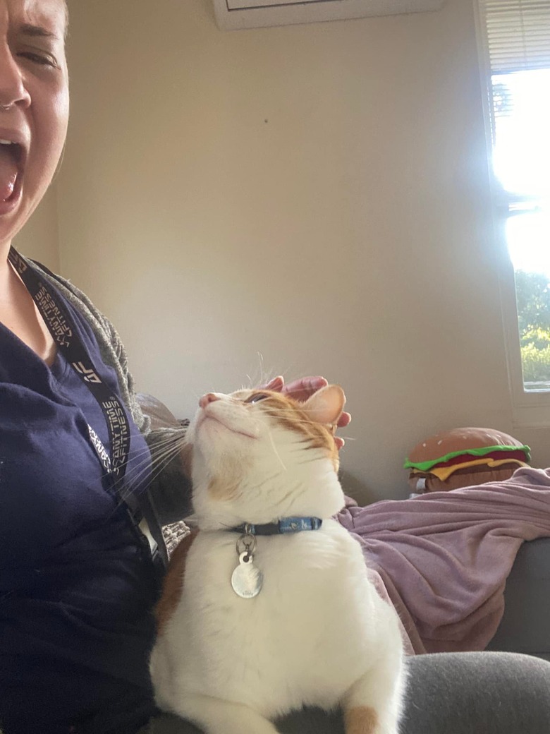 adopted orange and white cat sits on woman's lap for first time