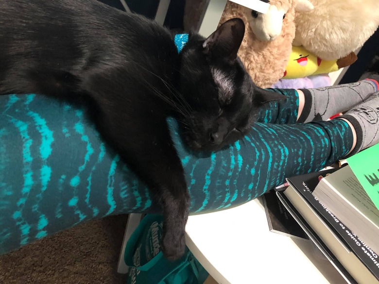 black cat sleeps on woman's lap for first time