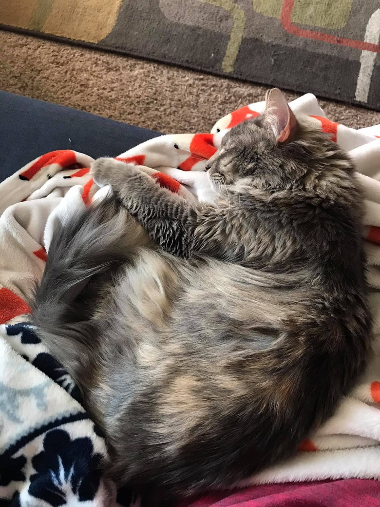 gray cat cuddles on woman's lap