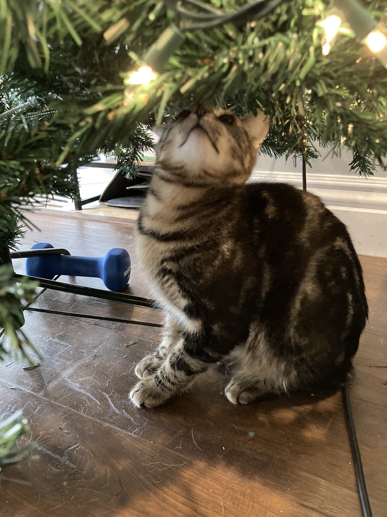 kitten about to climb Christmas tree.