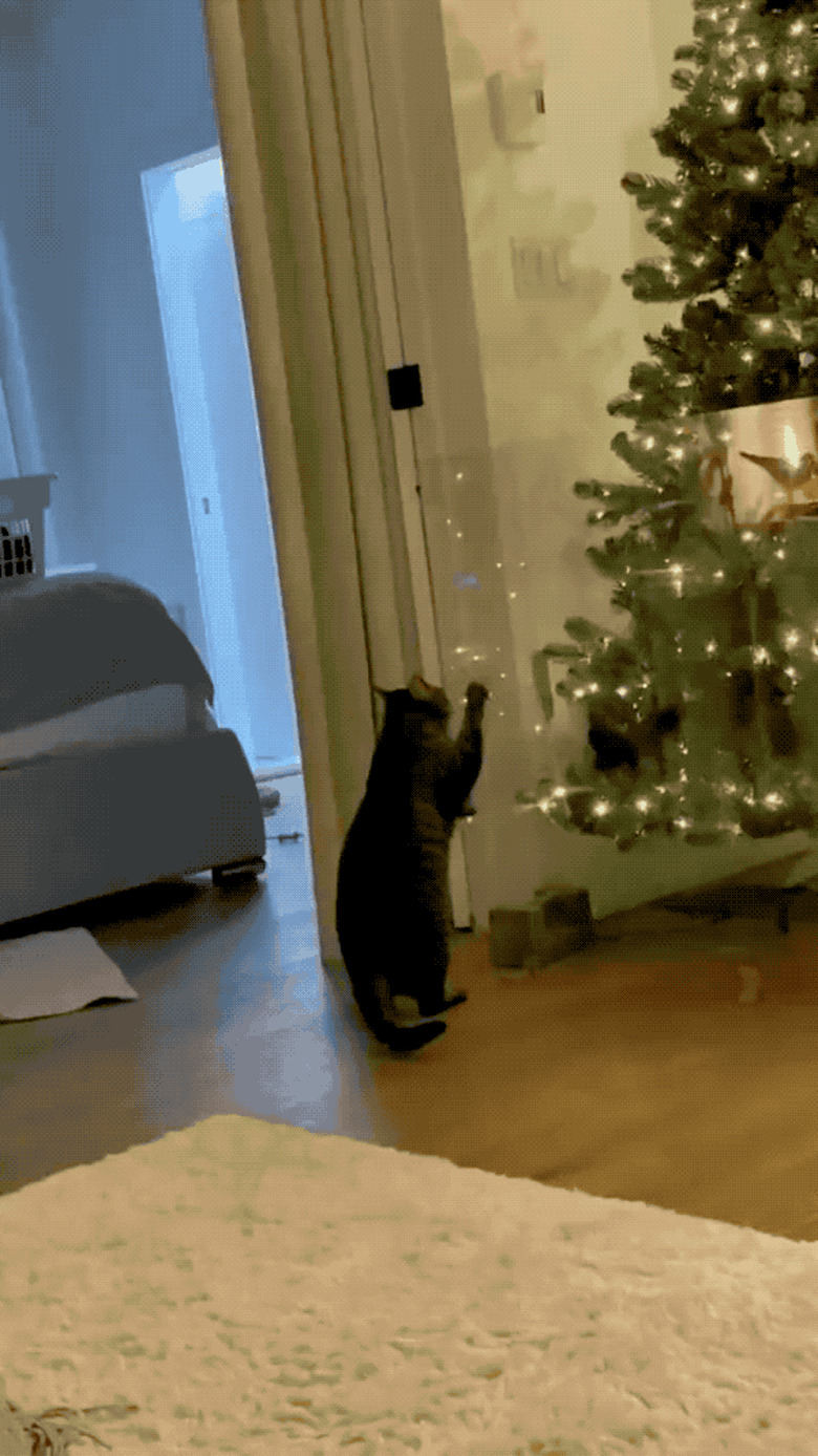 cat pawing at christmas tree protected by plexigass.