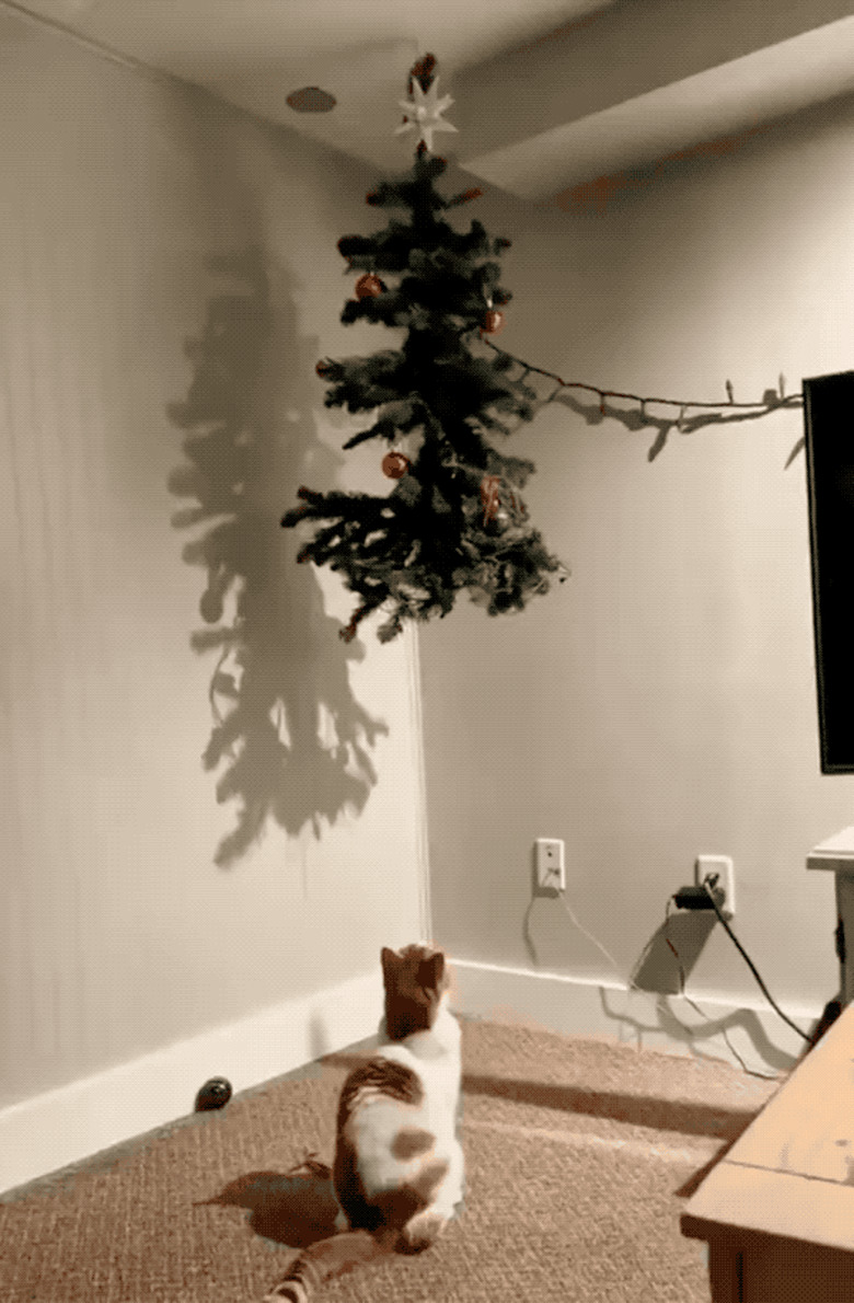 cat jumps onto christmas tree hung from ceiling.