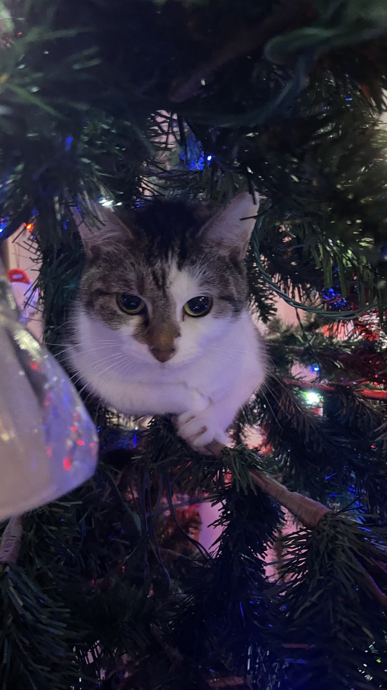 cat uses christmas tree as bed.