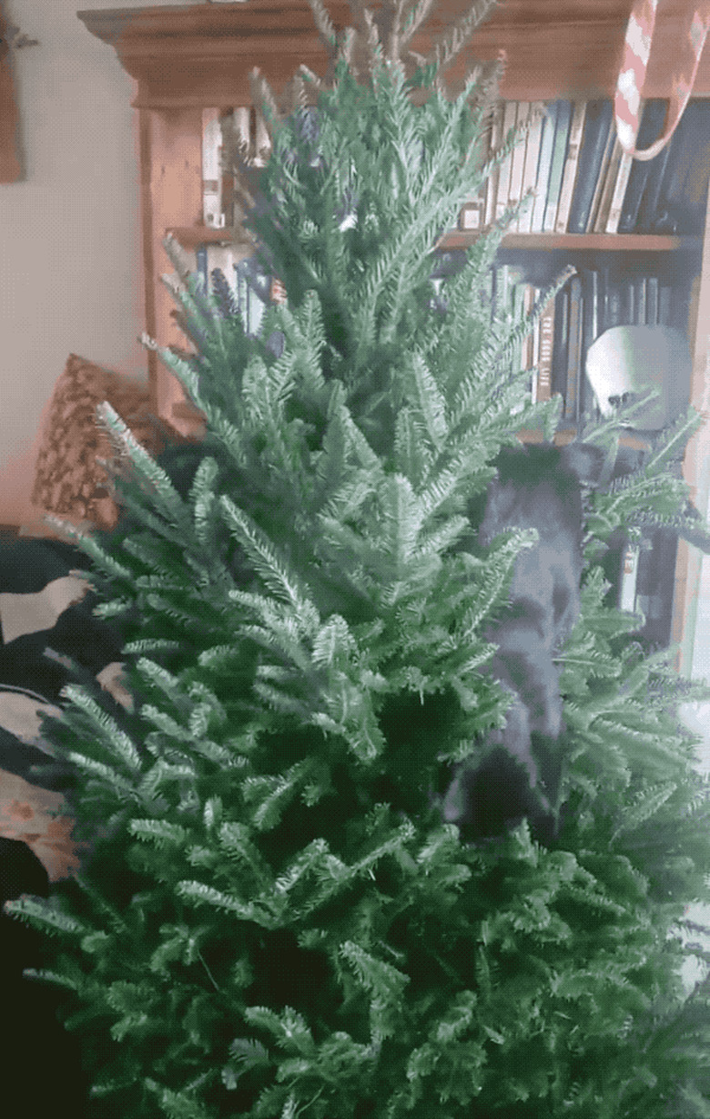 cats wrestling in Christmas tree.