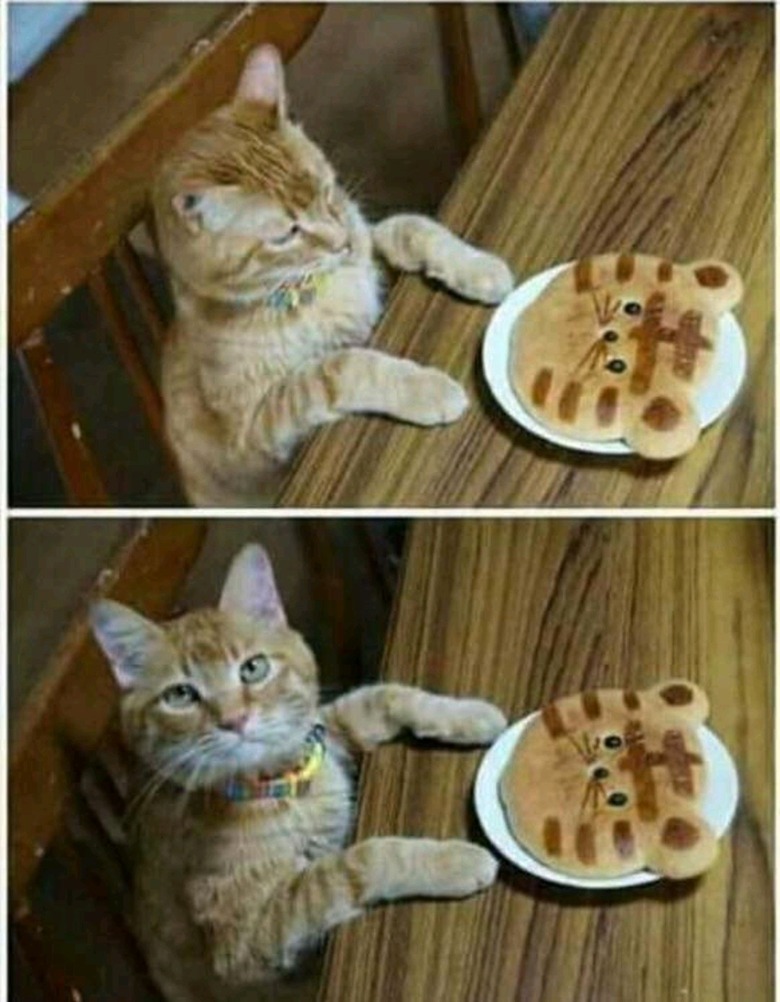 Cat not impressed by pancake that looks like cat.