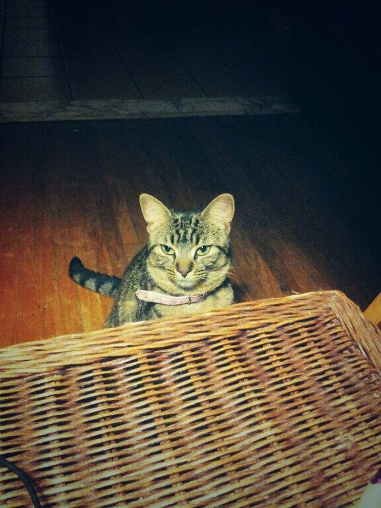 Cat wanting something and waiting patiently while sitting on a floor.