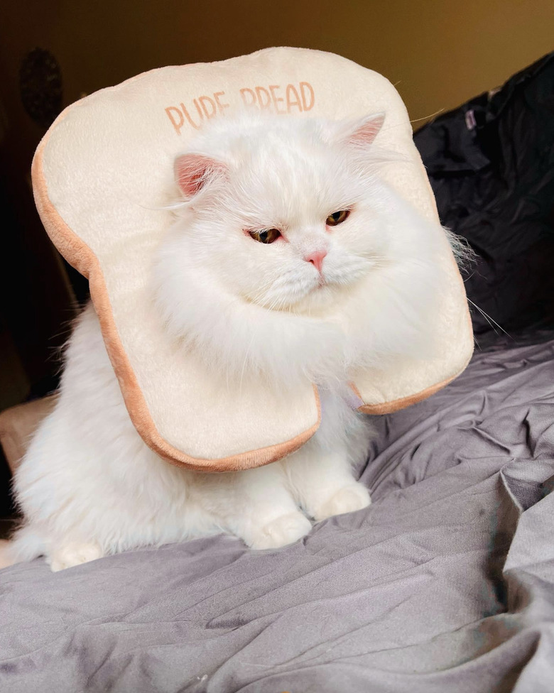 Fluffy white cat in a plush costume headpiece shaped like a piece of bread and reads, 