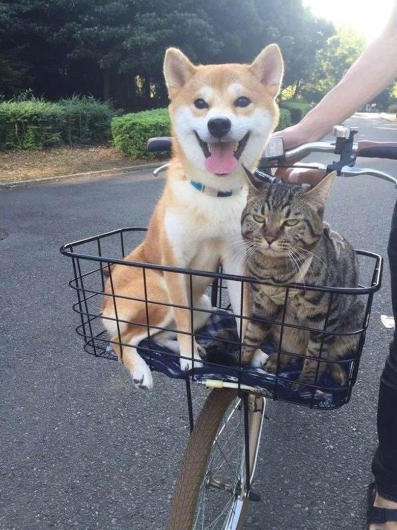 Cat not having fun on a bike ride with dog.