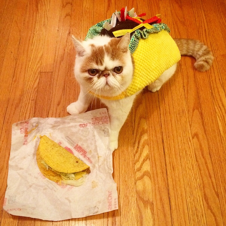 Cat dressed up like taco with a real taco in front of them.