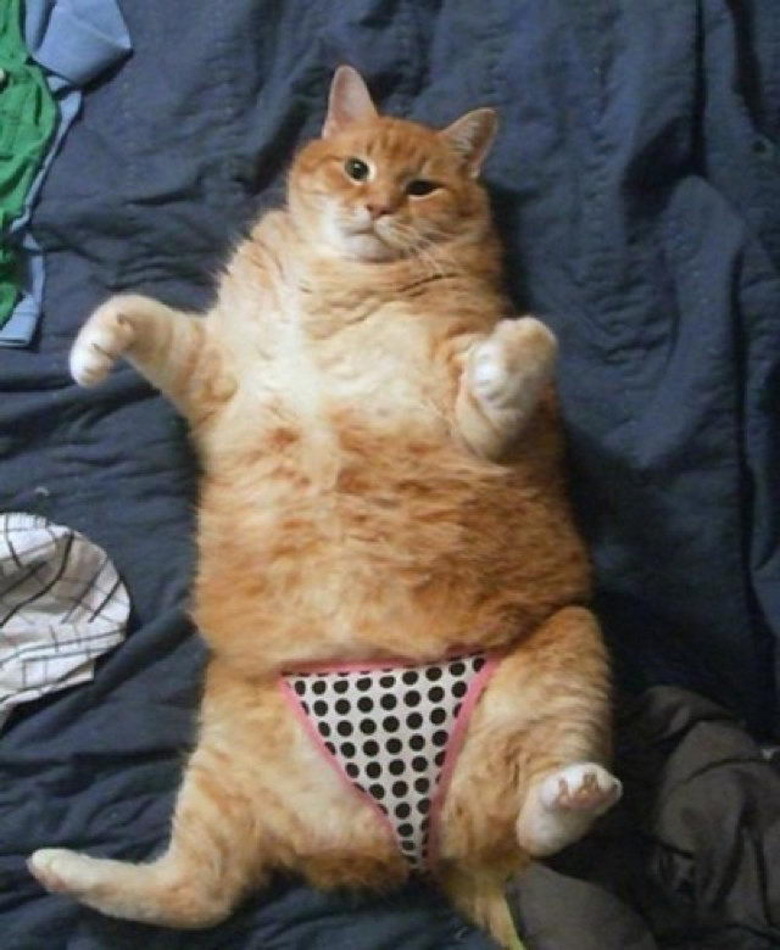 Orange cat wearing panties.