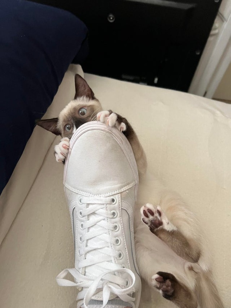 A cat is lying on their back attacking a Converse sneaker it holds in their paws.