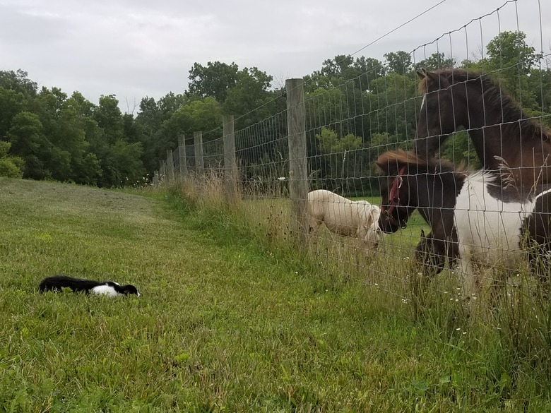 A cat lies flat in the grass beside a wire fence in 