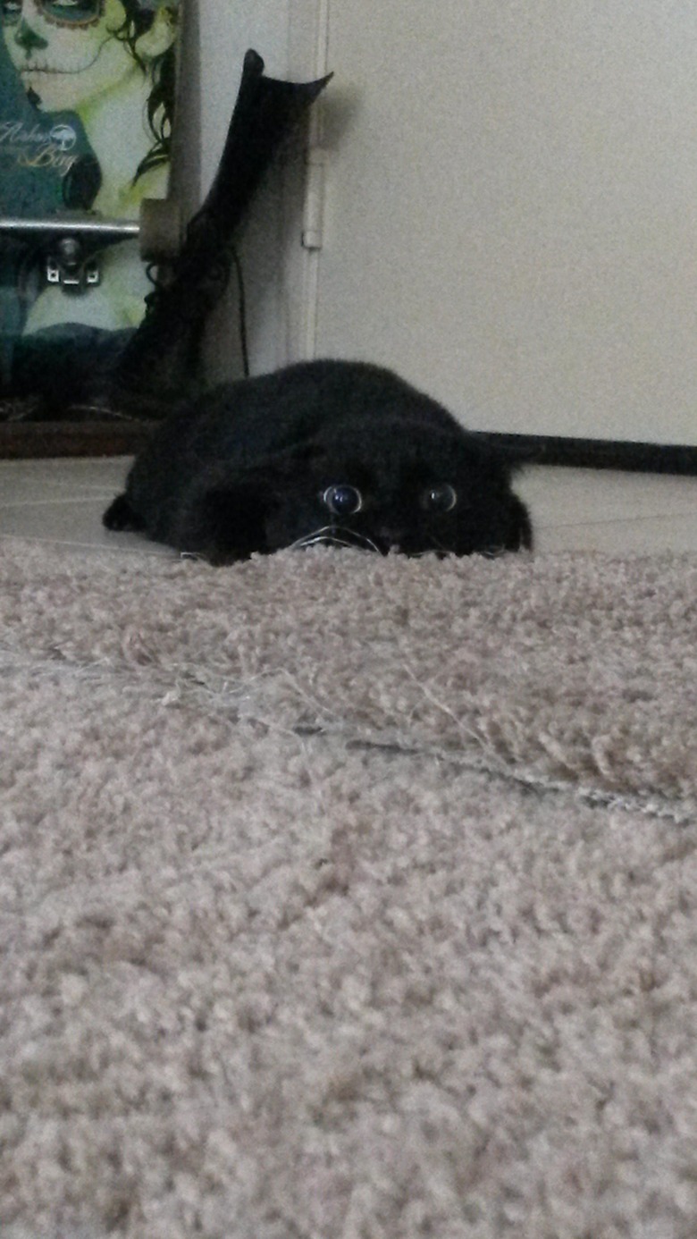 A black cat lays on the floor in 