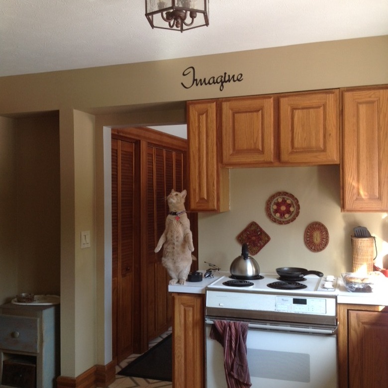 Picture of a kitchen. A cat is standing on their hind legs on a counter next to the stove and staring straight up at the ceiling.