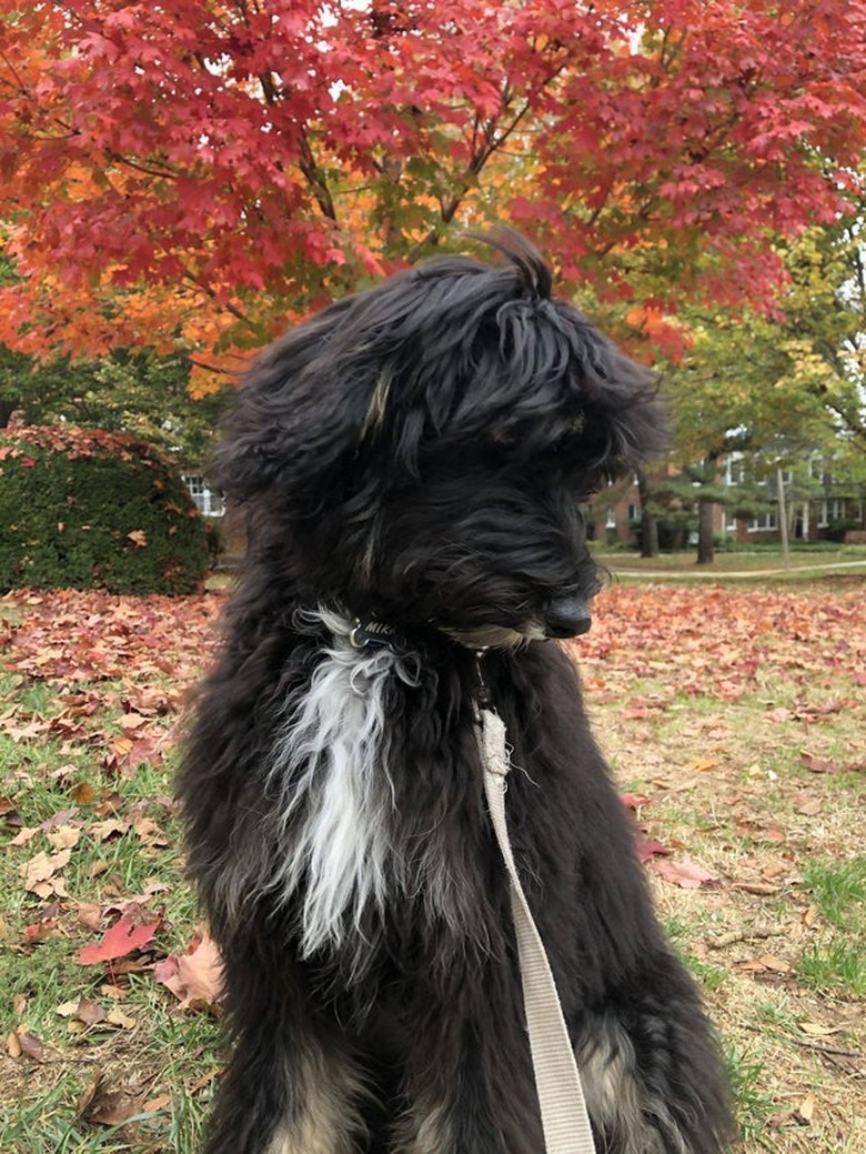 Dog in front of a tree with red leaves