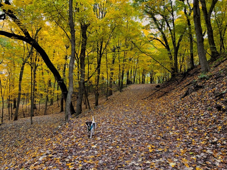 Dog walking in autumn forest