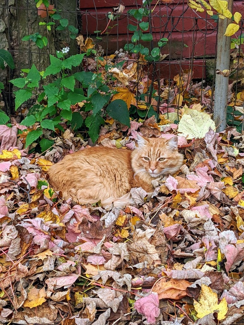 Orange cat laying in fall leaves