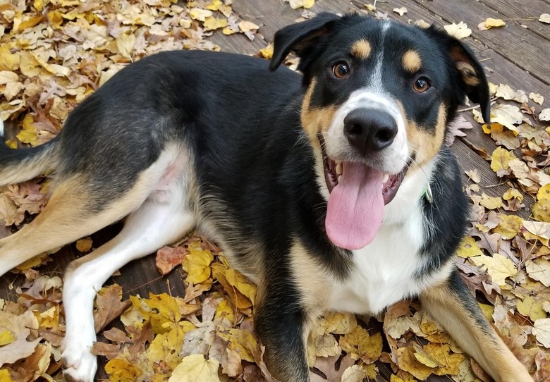 Dog laying in fall leaves