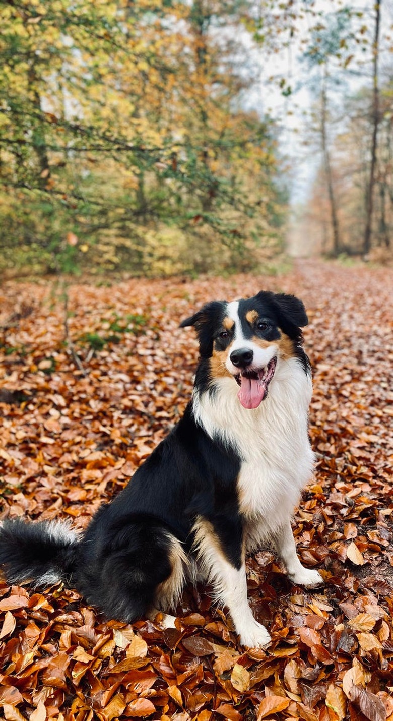 Dog sitting on fall leaves in a forest