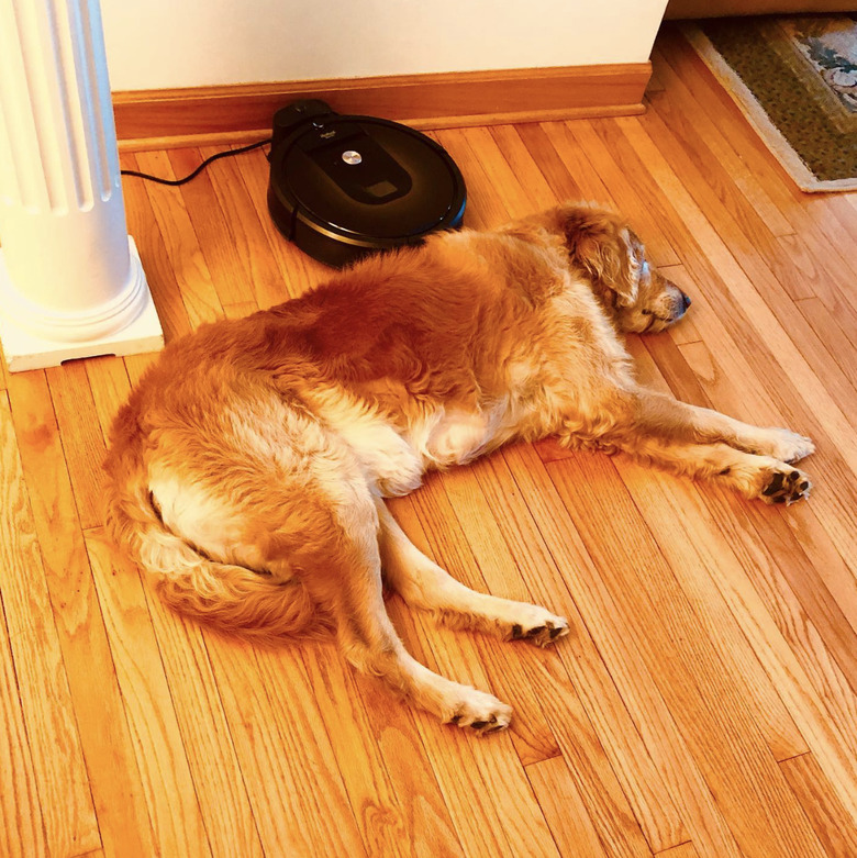 Golden doodle sleeping beside a roomba.