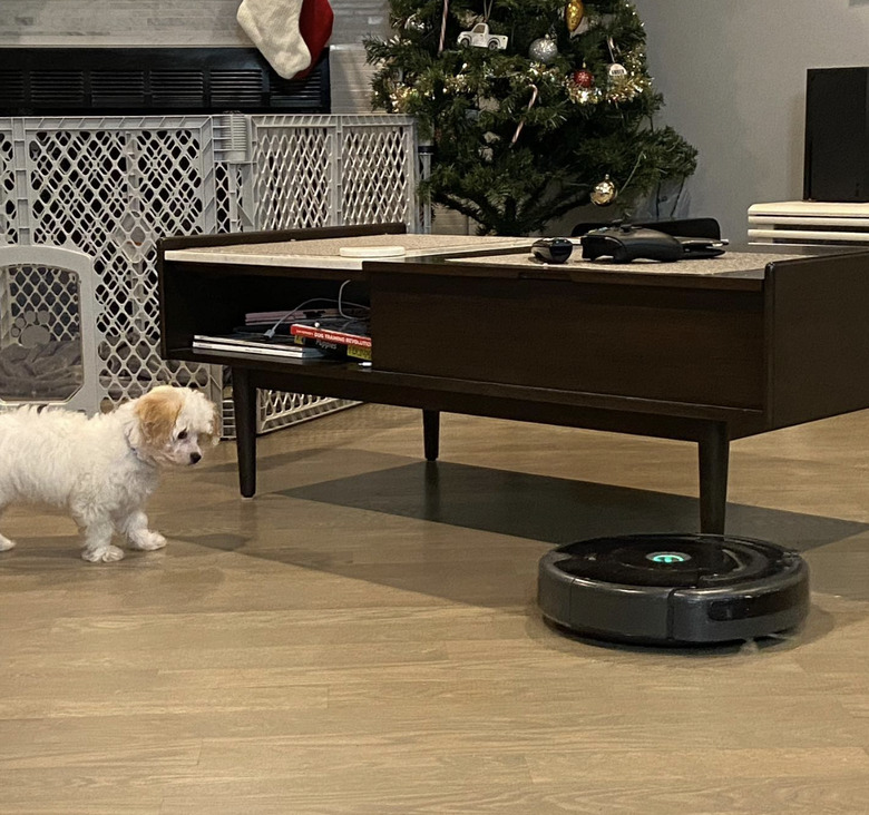 Cavachon dog staring at a roomba by a coffee table.