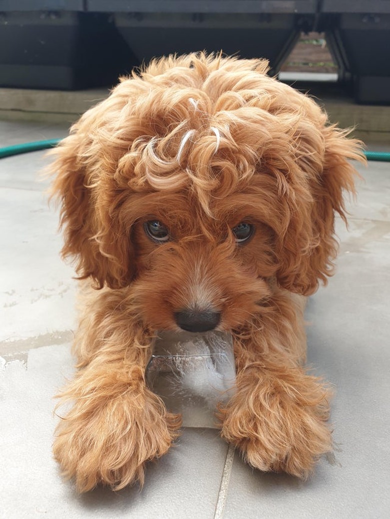 A puppy is licking a large ice cube, and looking at the camera.