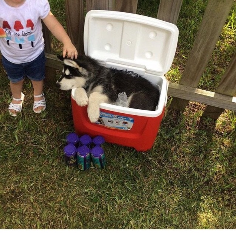 A husky puppy is laying in a portable cooler in a backyard.