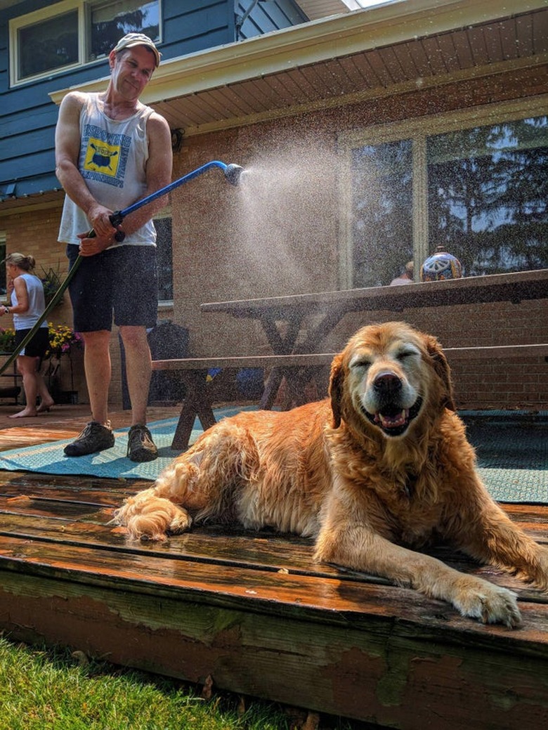 A senior golden retriever is sitting in a mist provided by man with hose.