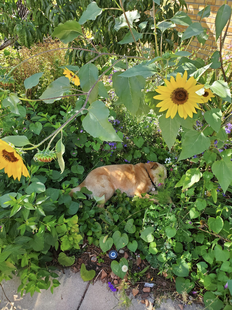 A golden retriever is sleeping in a flower garden.