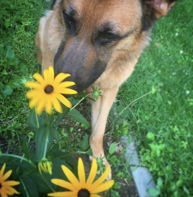 A German shepherd dog is sniffing a yellow black eyed Susan flower.