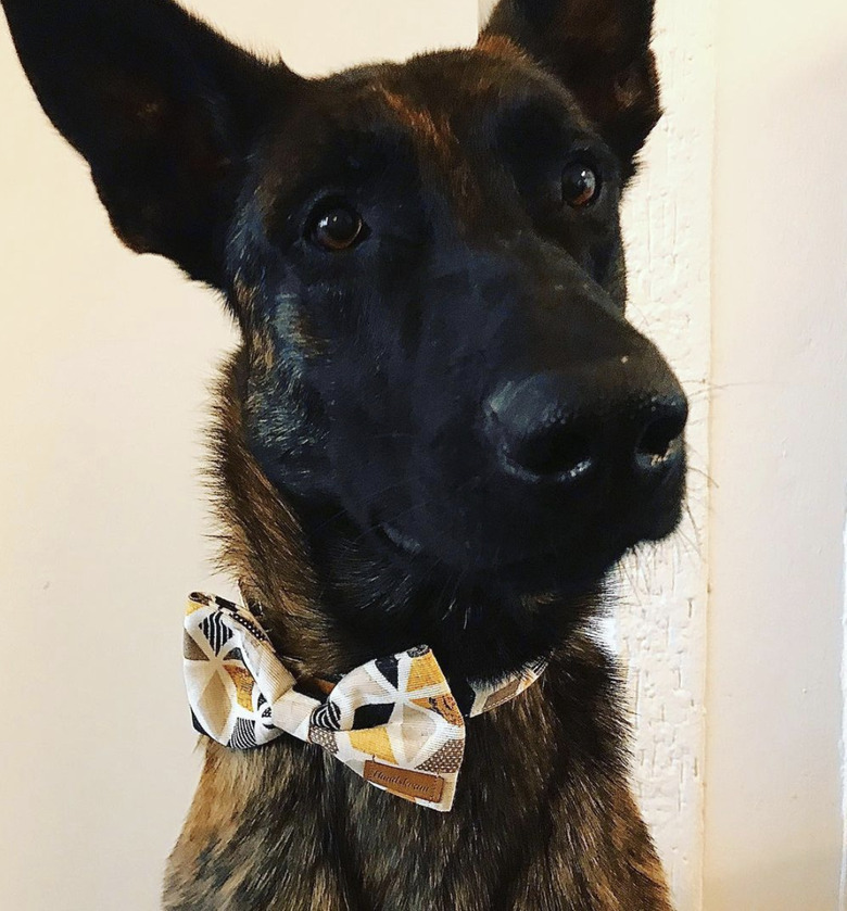 dog in yellow bowtie