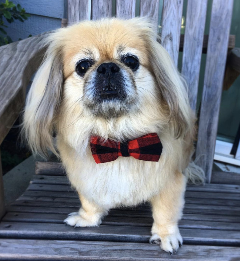 dog in plaid bowtie