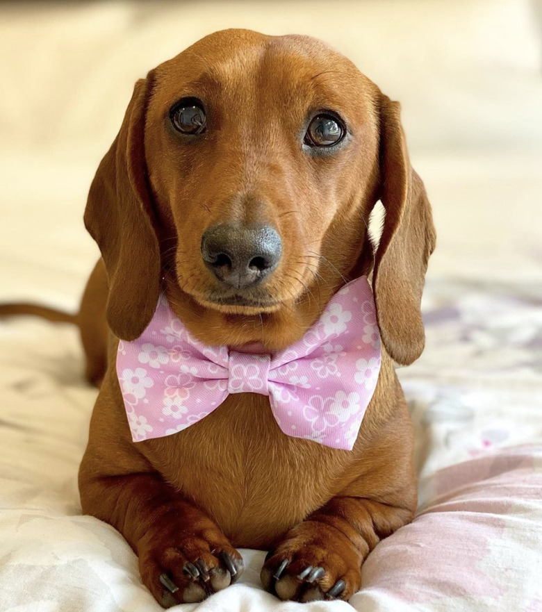 dog in pink bowtie