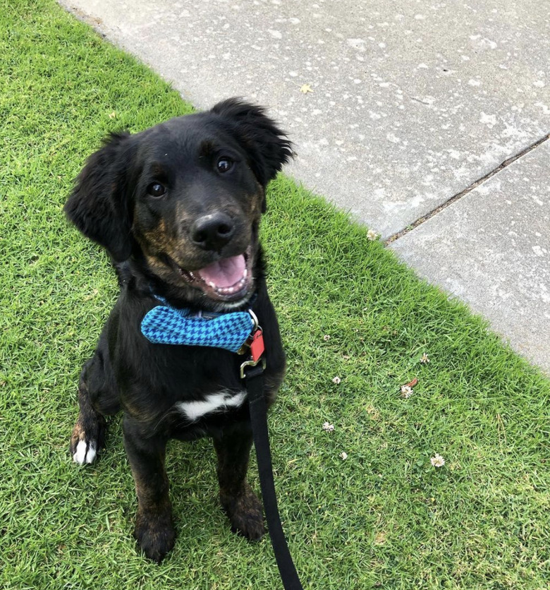 dog in blue bowtie