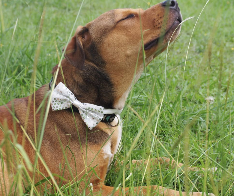 dog in sparkly bowtie