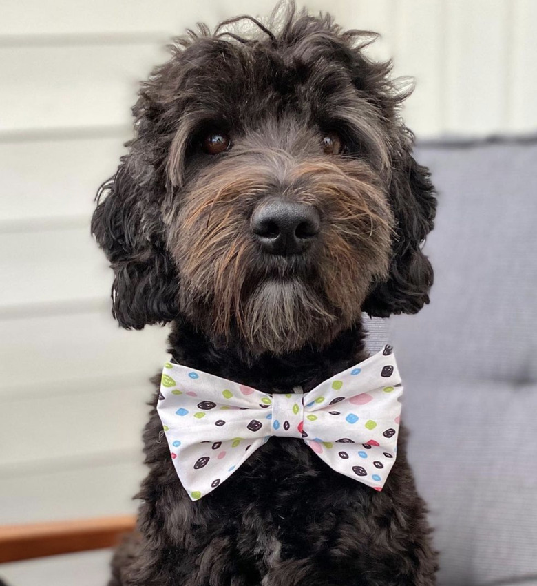 dog in dotted bowtie