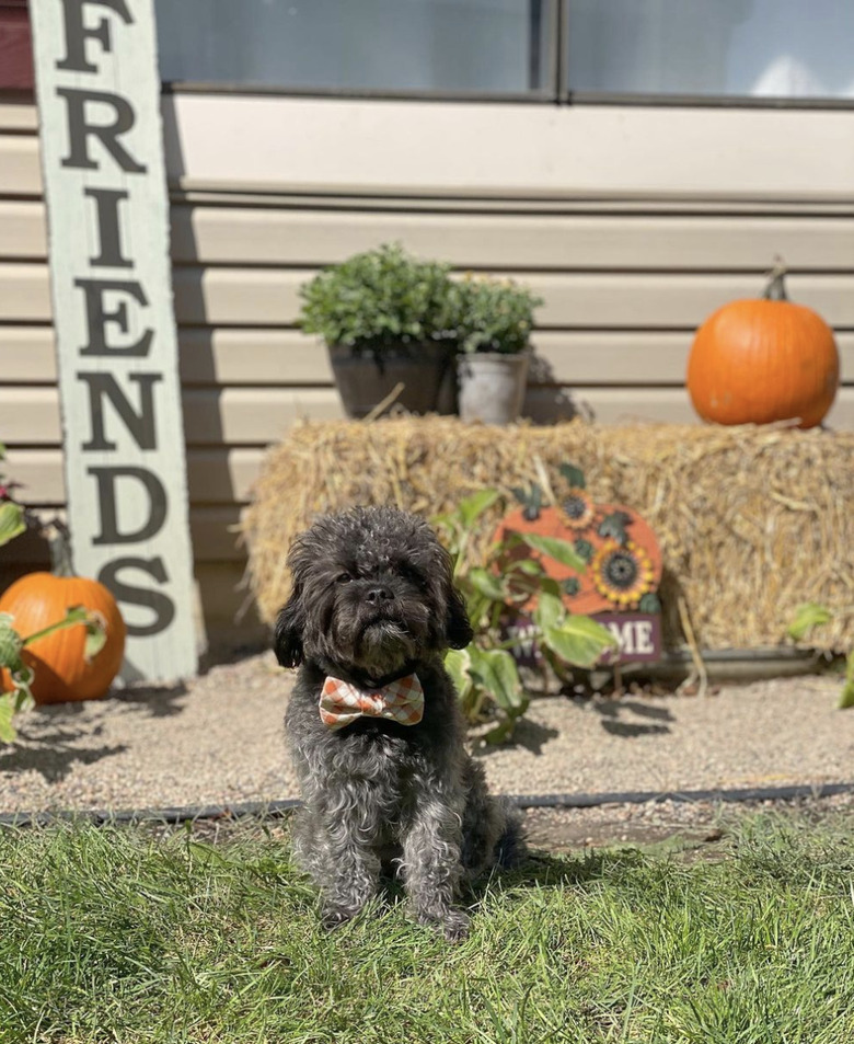 dog in orange bowtie