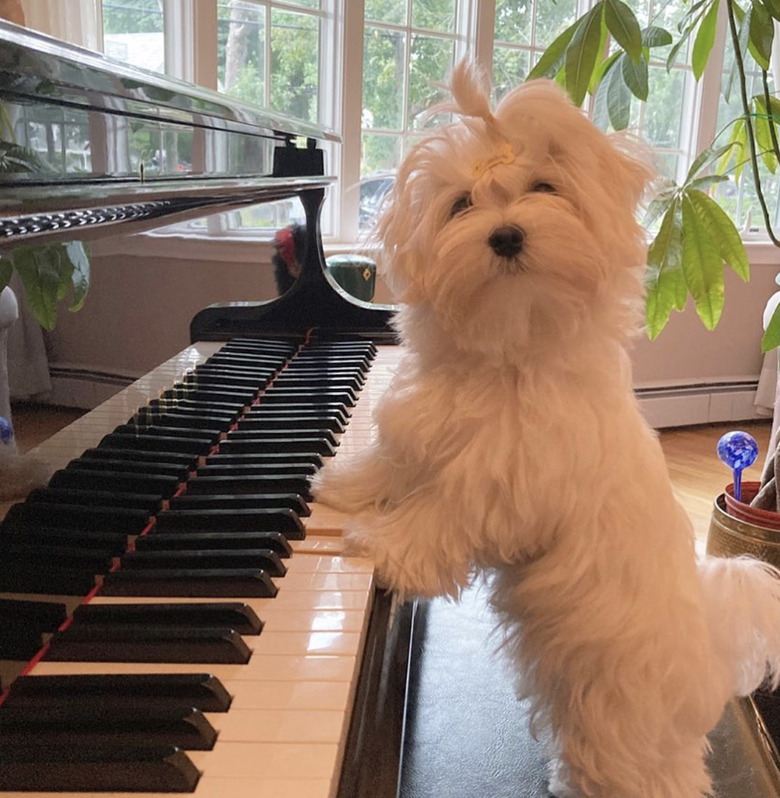 a Maltese dog standing with their paws on piano keys