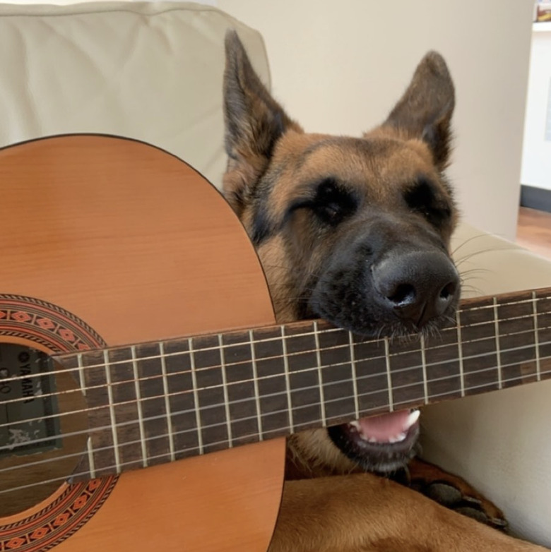 a german shepherd dog biting a guitar